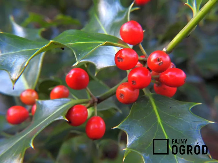 Ostrokrzew amerykański