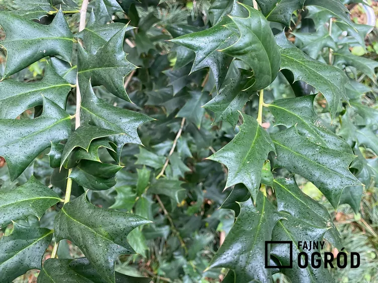 Ostrokrzew amerykański