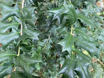 Ostrokrzew amerykański - zdjęcie 2