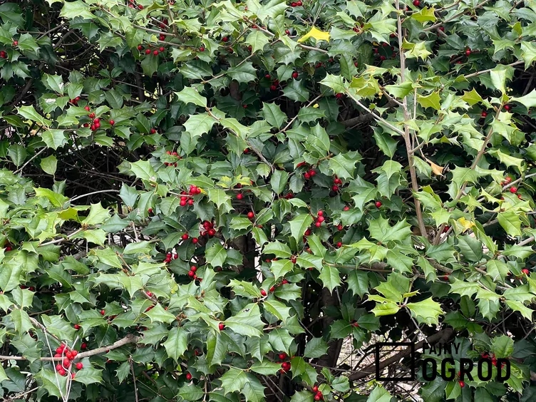 Ostrokrzew amerykański