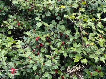 Ostrokrzew amerykański - zdjęcie 3