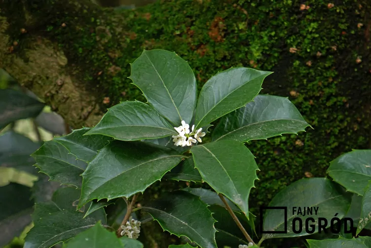 Ostrokrzew amerykański