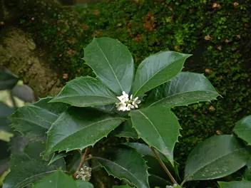 Ostrokrzew amerykański - zdjęcie 4