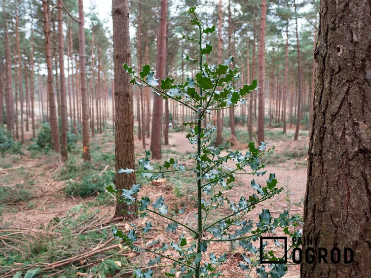 Ostrokrzew amerykański - zdjęcie 5