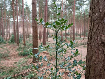 Ostrokrzew amerykański - zdjęcie 5