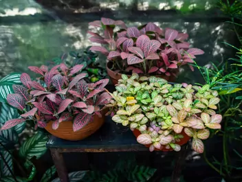 Fitonia białożyłkowa 'Red Forest Flame' - zdjęcie 2