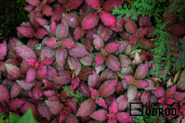Fitonia białożyłkowa 'Red Forest Flame'