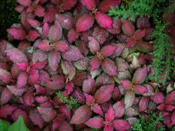 Fitonia białożyłkowa 'Red Forest Flame' - zdjęcie 3