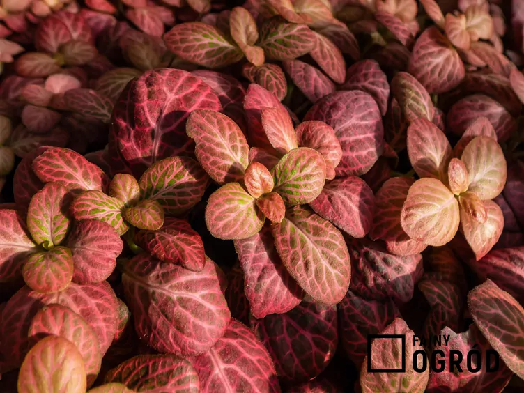 fitonia-czerwona-1 Fitonia białożyłkowa 'Red Forest Flame'