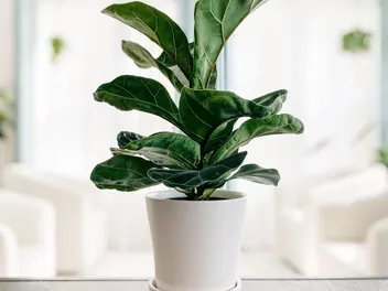 Figowiec dębolistny 'Bambino' - zdjęcie 2