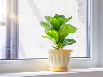 Figowiec dębolistny 'Bambino' - zdjęcie 4