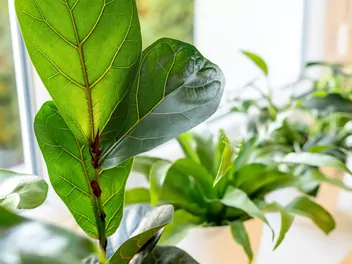 Figowiec dębolistny 'Bambino' - zdjęcie 5