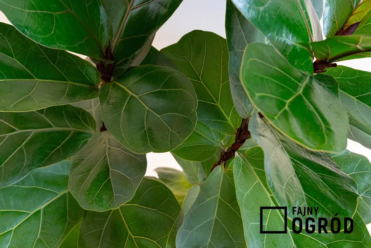 fikus-bambino-1 Figowiec dębolistny 'Bambino'
