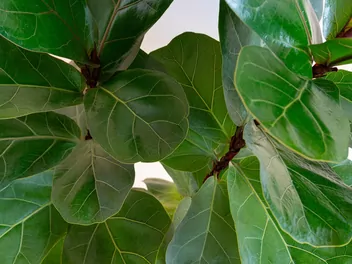 Ilustracja rośliny figowiec dębolistny 'bambino'