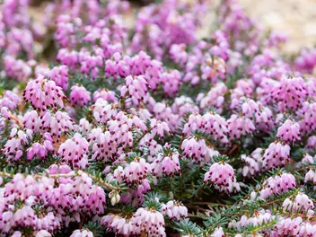 Wrzosiec darlejski - zdjęcie 3