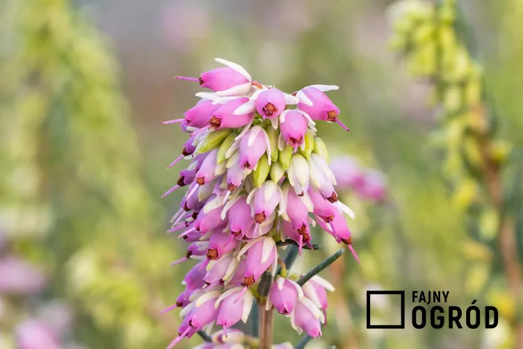 Wrzosiec darlejski - zdjęcie 5