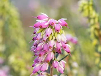 Wrzosiec darlejski - zdjęcie 5