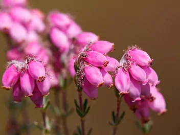 Ilustracja rośliny wrzosiec bagienny