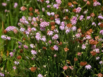 Wrzosiec bagienny - zdjęcie 2