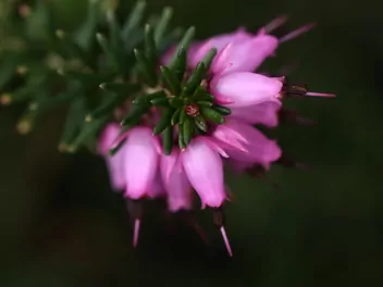 Wrzosiec bagienny - zdjęcie 3