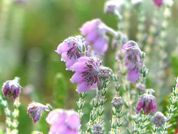 Wrzosiec bagienny - zdjęcie 4