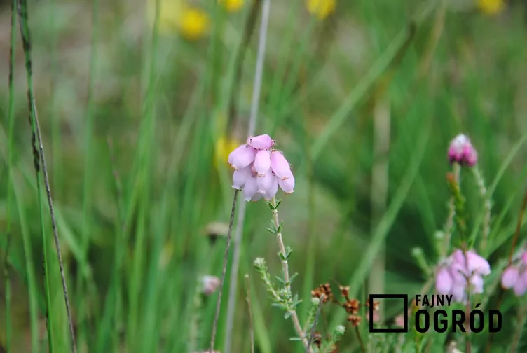 Wrzosiec bagienny - zdjęcie 5