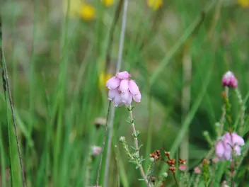 Wrzosiec bagienny - zdjęcie 5