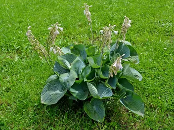 Funkia 'Blue Angel' - zdjęcie 2