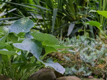 Funkia 'Blue Angel' - zdjęcie 3