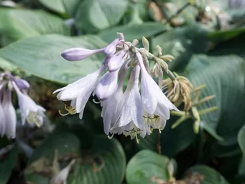 Funkia 'Blue Angel' - zdjęcie 4