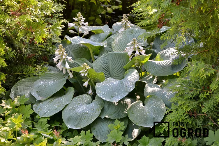 Funkia 'Blue Angel' - zdjęcie 5