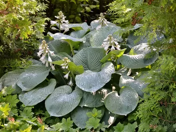 Funkia 'Blue Angel' - zdjęcie 5