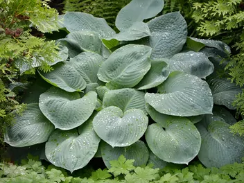 Ilustracja rośliny funkia 'blue angel'