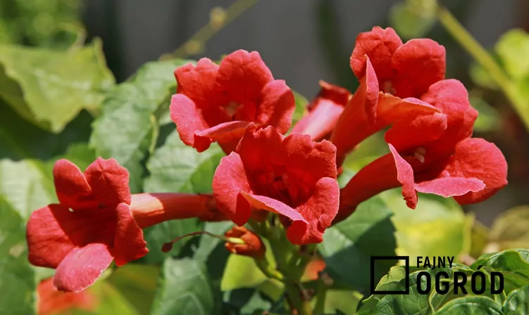 Milin amerykański 'Flamenco'