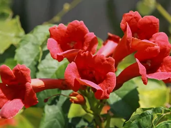 Ilustracja rośliny milin amerykański 'flamenco'