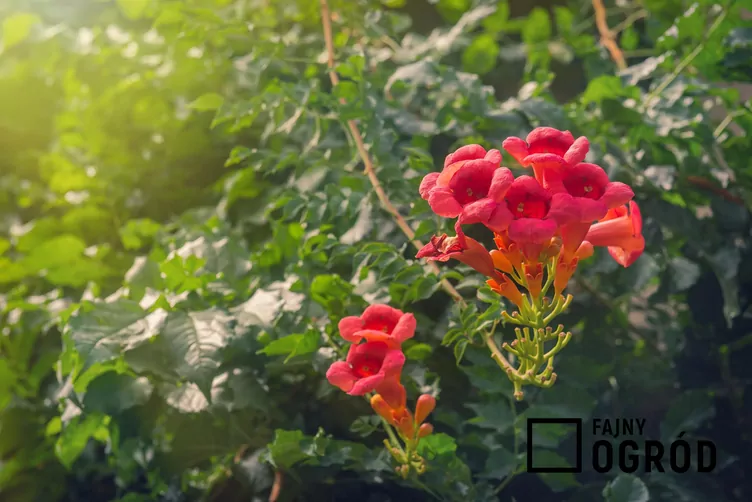 Milin amerykański 'Flamenco'