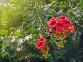 Milin amerykański 'Flamenco' - zdjęcie 2