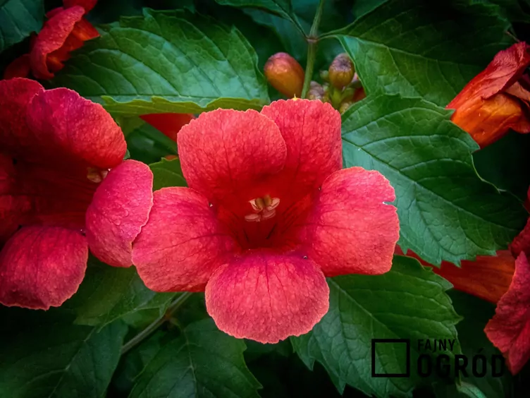 Milin amerykański 'Flamenco'