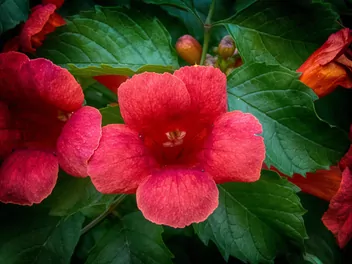 Milin amerykański 'Flamenco' - zdjęcie 3