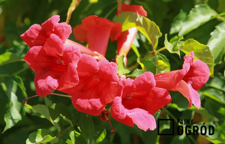 Milin amerykański 'Flamenco'