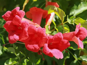 Milin amerykański 'Flamenco' - zdjęcie 4