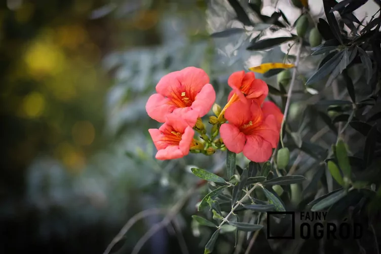 Milin amerykański 'Flamenco' - zdjęcie 5