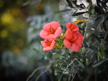 Milin amerykański 'Flamenco' - zdjęcie 5