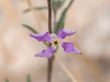 Lewkonia długopłatkowa - zdjęcie 2