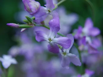 Lewkonia długopłatkowa - zdjęcie 3