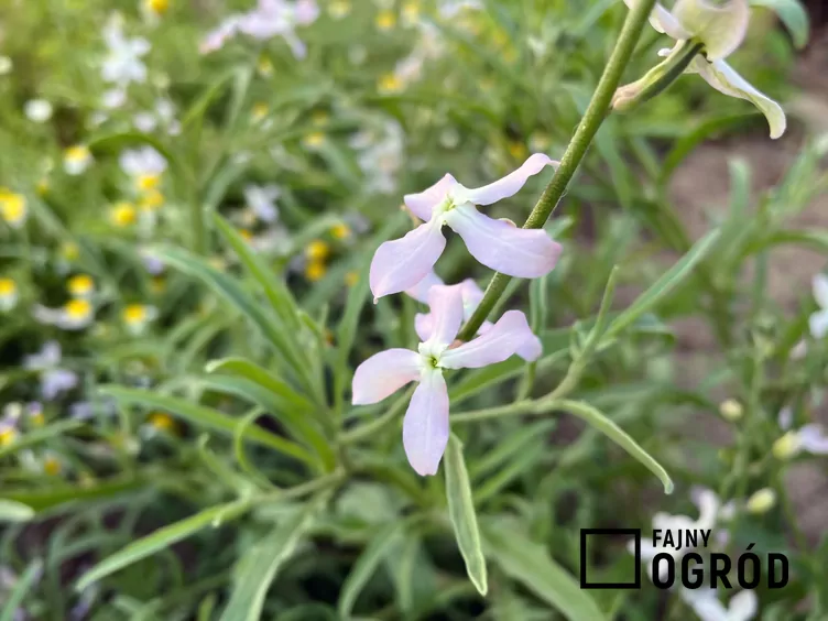 Lewkonia długopłatkowa