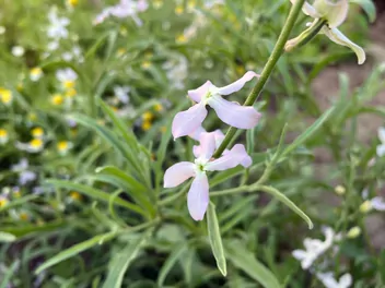 Lewkonia długopłatkowa - zdjęcie 4