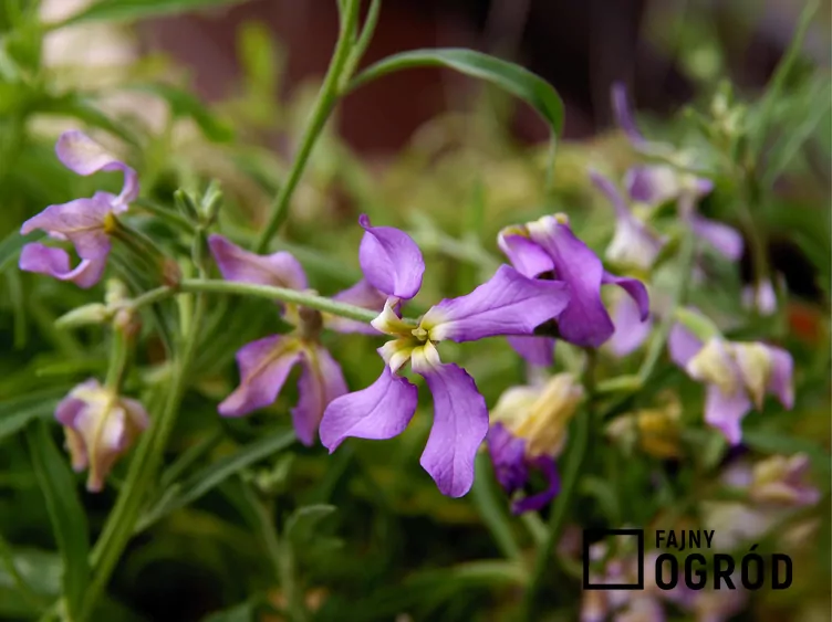 Lewkonia długopłatkowa - zdjęcie 5