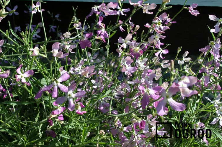 Lewkonia długopłatkowa