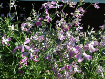 Ilustracja rośliny lewkonia długopłatkowa